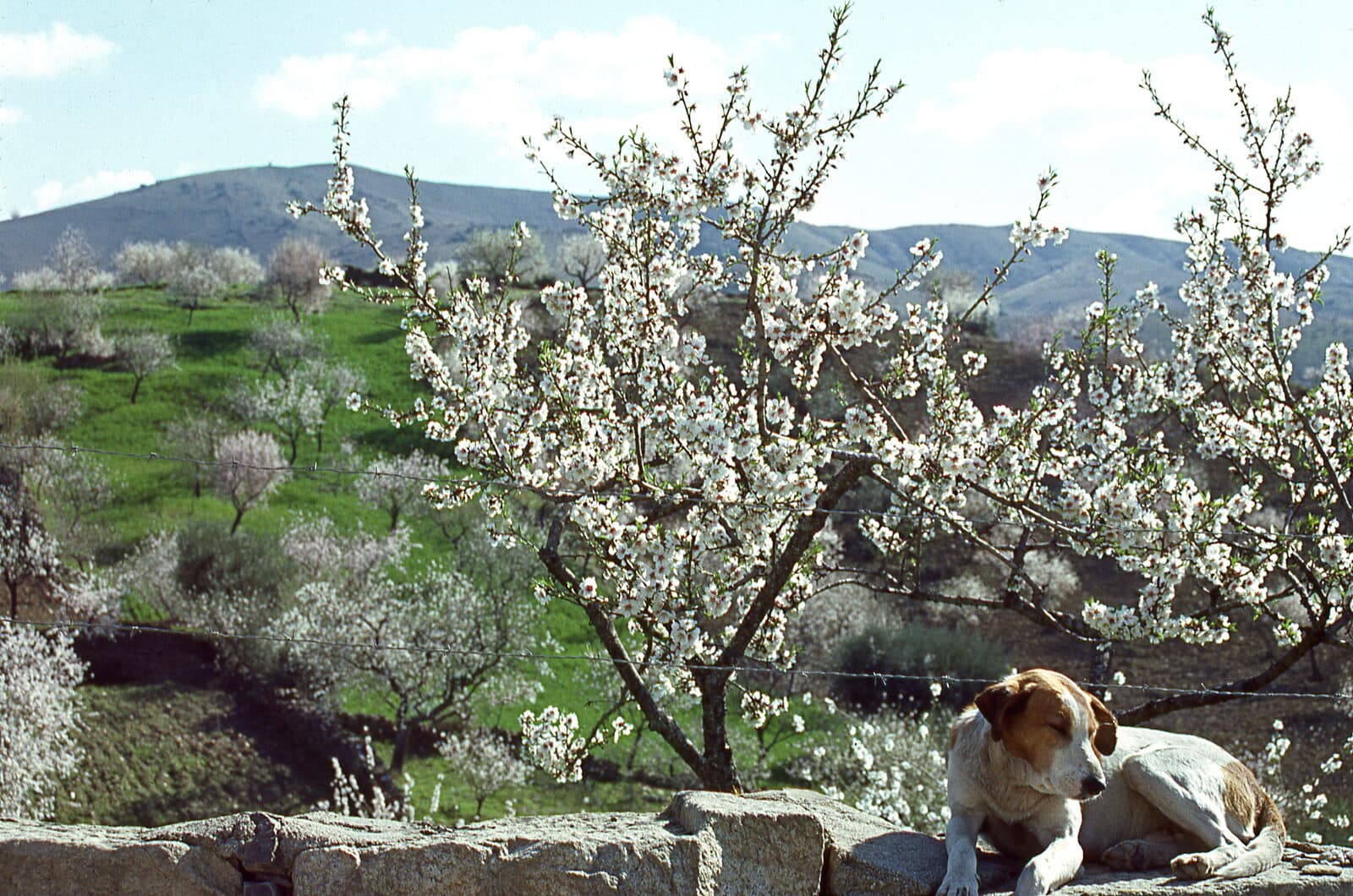 Amendoeiras em flor numa encosta de Muxagata, em Vila Nova de Foz Côa, com um cão deitado num muro de pedra
