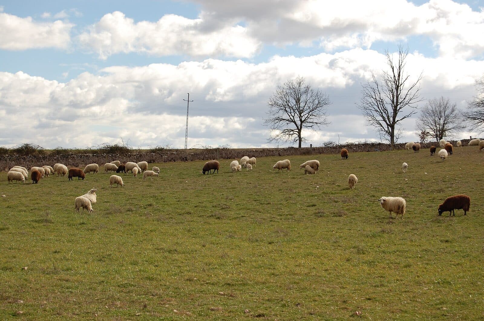 Rebanho de ovelhas a pastar num lameiro em Malhadas, no concelho de Miranda do Douro