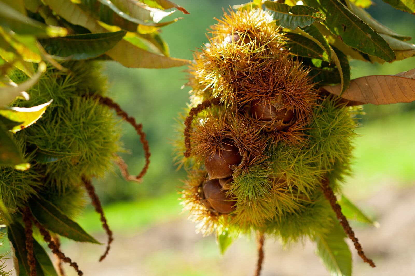 Ouriços de castanheiro abertos, com as castanhas à vista, pendurados num ramo ao sol de Outono