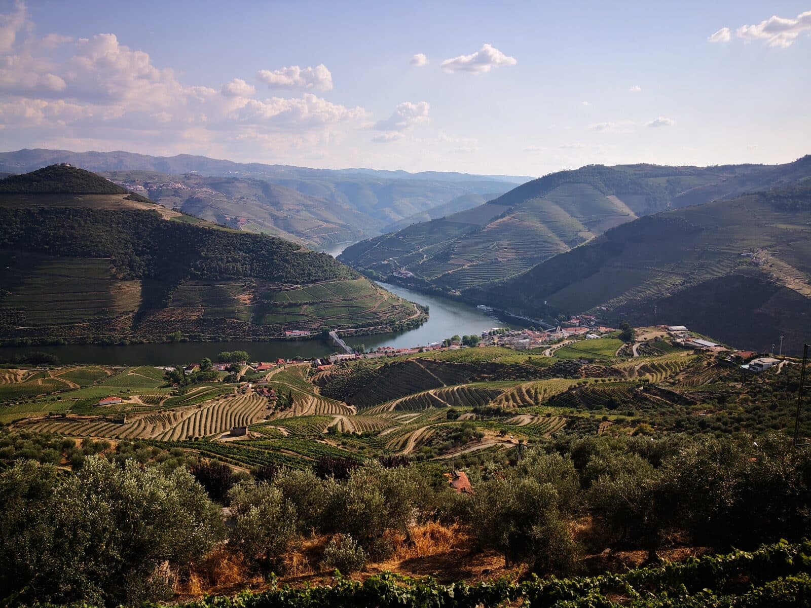 O rio Douro a fazer a curva junto ao Pinhão, visto do miradouro de Casal de Loivos, com vinhas em socalcos e oliveiras em primeiro plano