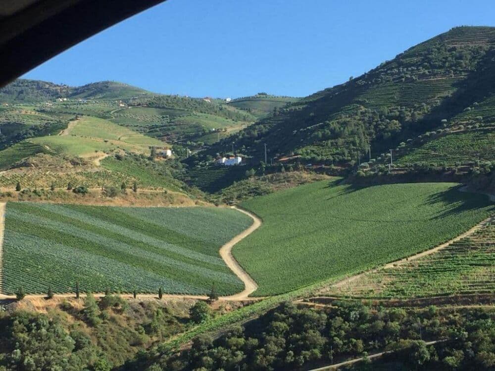 Socalcos de vinha no vale do Douro