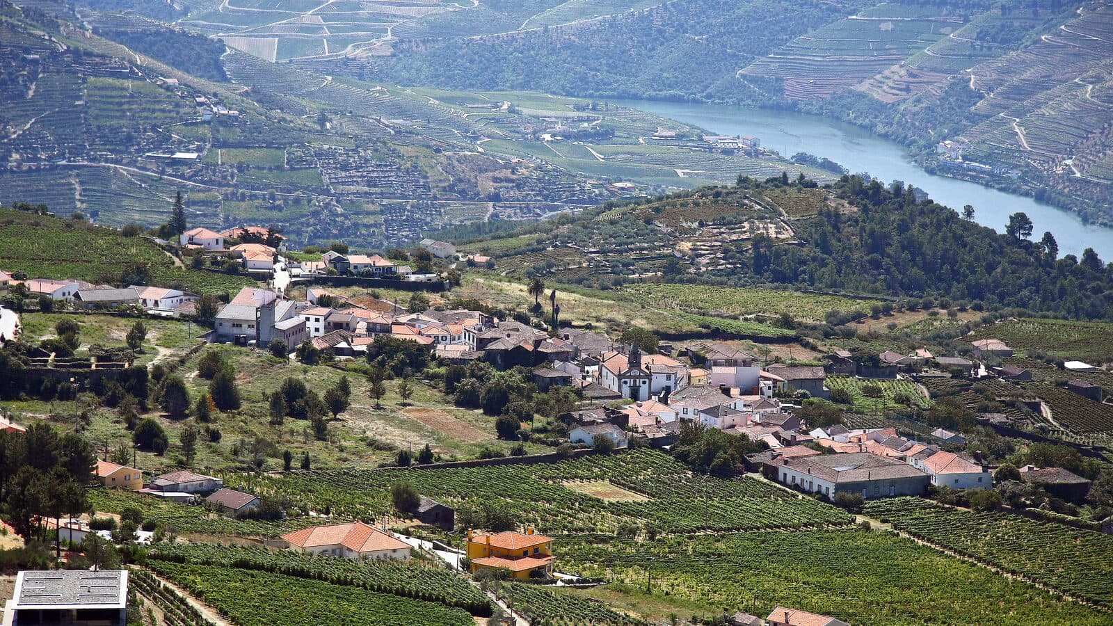 Aldeia de Provesende entre vinhas, com a igreja ao centro, e o rio Douro ao fundo entre encostas de socalcos