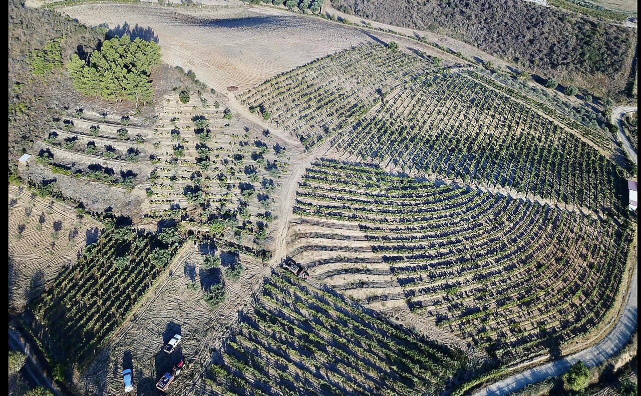 Vista aérea de vinhas em socalcos curvos numa encosta seca, com oliveiras e um caminho de terra.