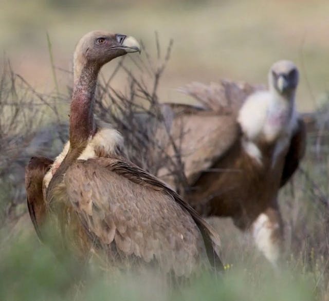 Alegados ataques de abutres deixam produtores apreensivos no Douro Internacional