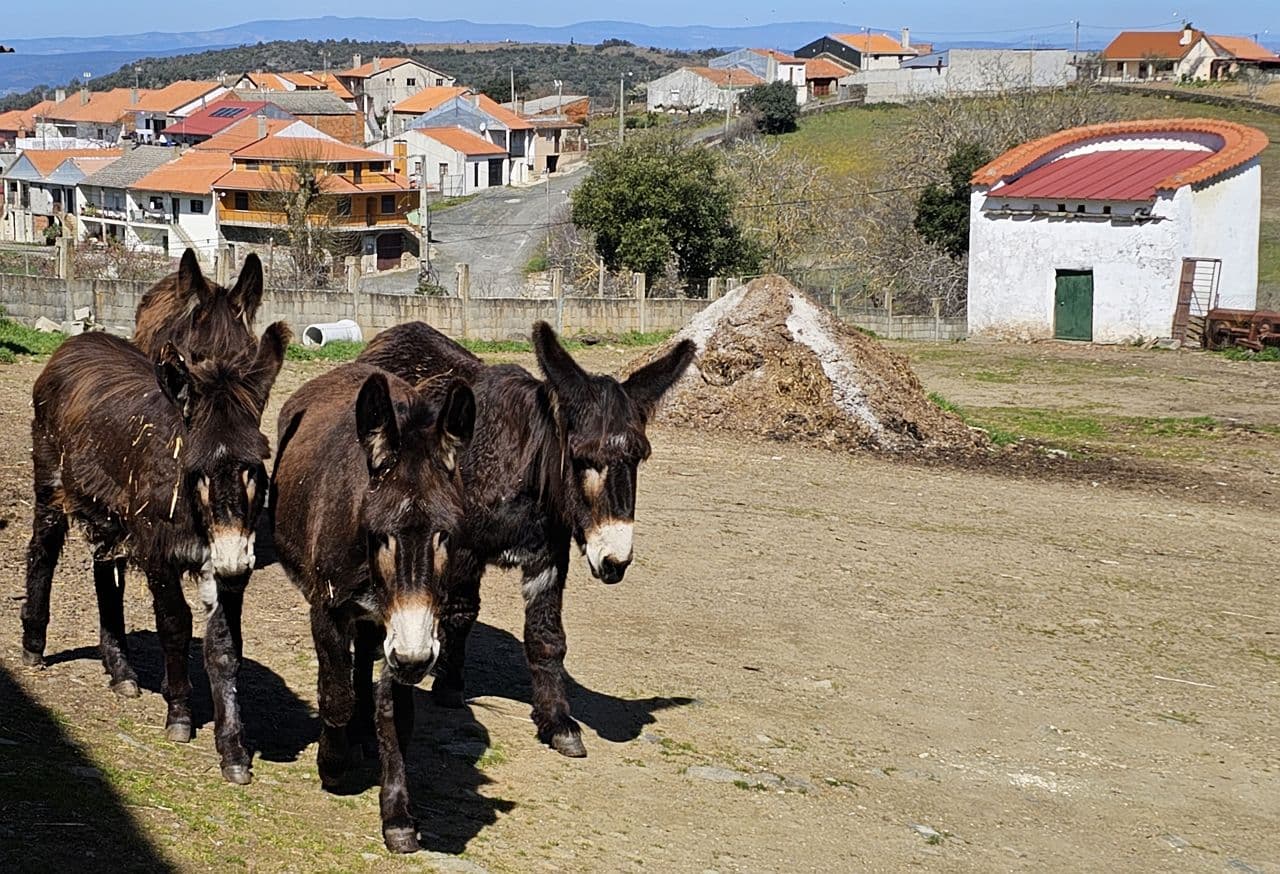 Burro de Miranda do Douro