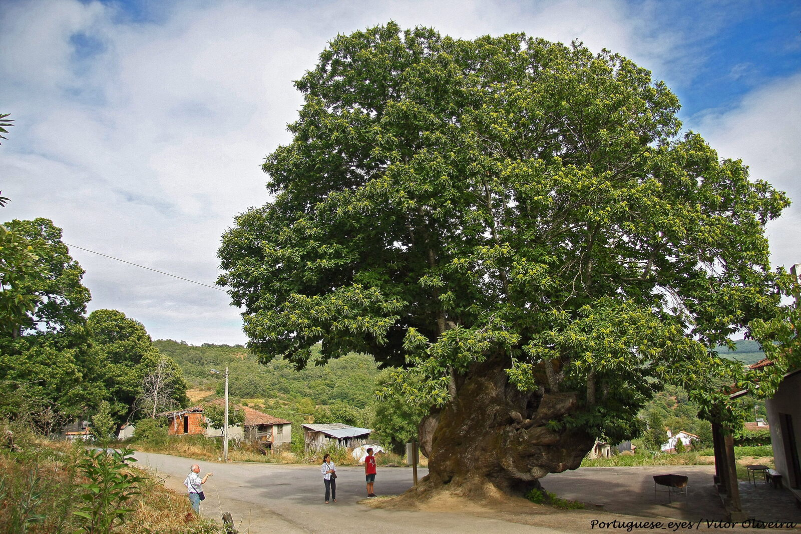 Castanheiro monumental de tronco muito grosso e copa larga, no meio de uma aldeia, com pessoas a olhar para ele