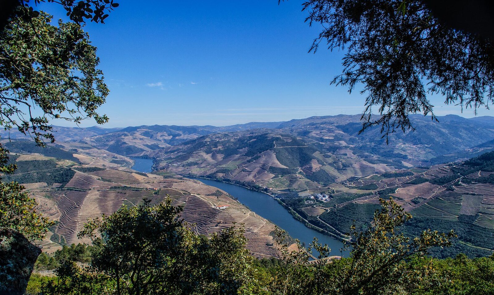 Vale do Douro visto do alto de São Leonardo de Galafura, com o rio entre encostas de socalcos e árvores em primeiro plano