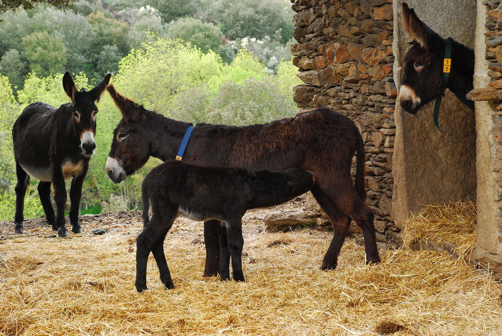 Três burros de Miranda, escuros e de pelo comprido, ao lado de um curral de pedra, com uma cria junto à mãe