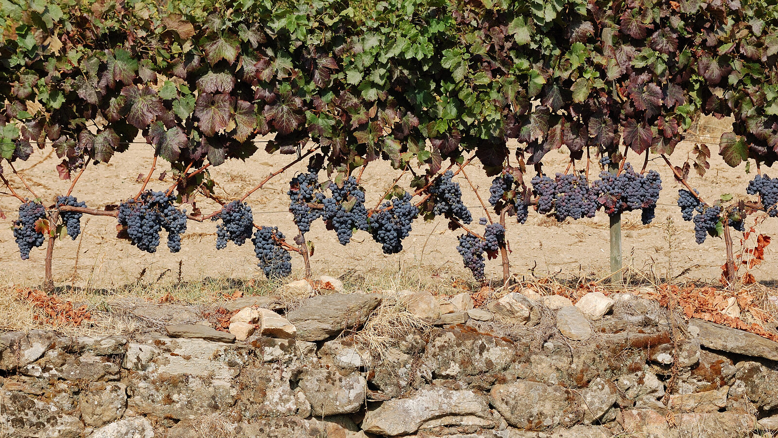 Cachos de uva tinta madura numa vinha do Douro, sobre um muro de pedra